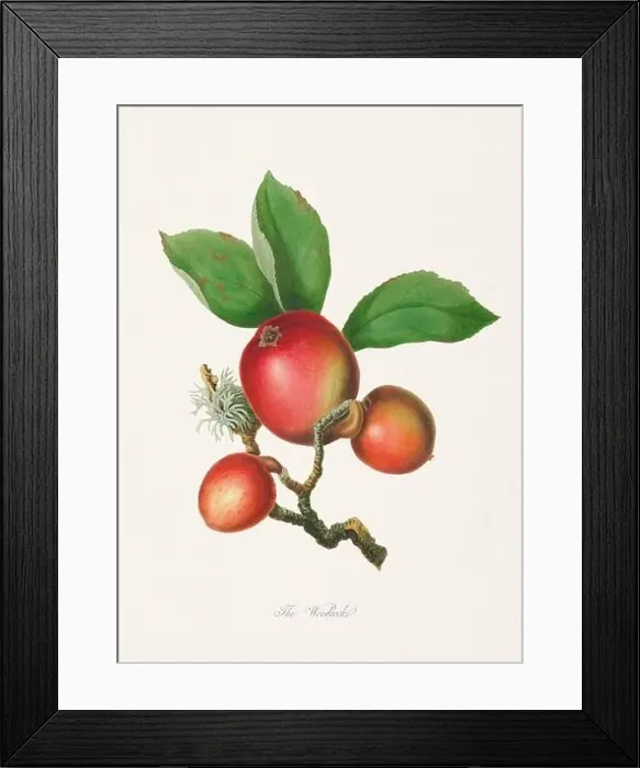 Framed Print : Vintage Herfordshire Apples illustration Framed Print : Vintage Herfordshire Apples illustration