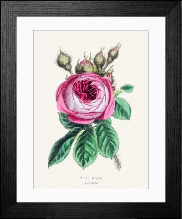 Framed Print : Moss Rose. Colorful Flower Illustration. Vintage Botanical Art. Circa 1848 Framed Print : Moss Rose. Colorful Flower Illustration. Vintage Botanical Art. Circa 1848