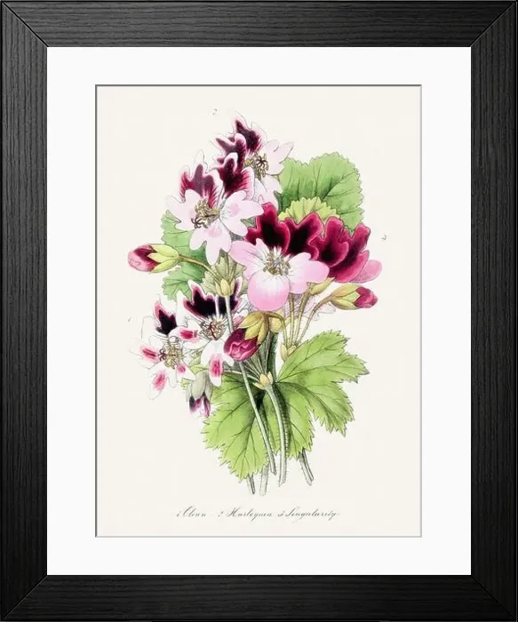 Framed Print : Colorful Flower Illustration. Vintage Botanical Art. Circa 1848 Framed Print : Colorful Flower Illustration. Vintage Botanical Art. Circa 1848