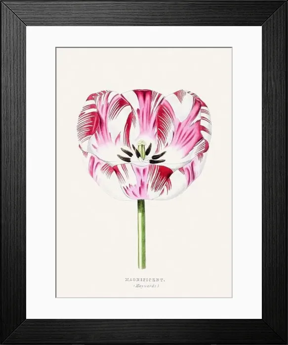 Framed Print : Magnificent Flower. Colorful Flower Illustration. Vintage Botanical Art. Circa 1848 Framed Print : Magnificent Flower. Colorful Flower Illustration. Vintage Botanical Art. Circa 1848