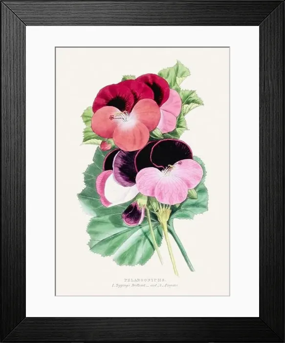 Framed Print : Pelargoniums. Colorful Flower Illustration. Vintage Botanical Art. Circa 1848 Framed Print : Pelargoniums. Colorful Flower Illustration. Vintage Botanical Art. Circa 1848