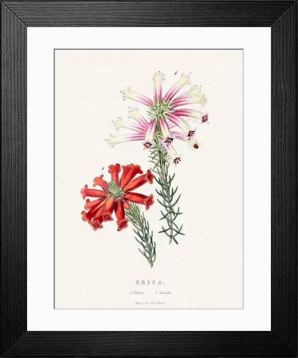 Framed Print : Erica. Colorful Flower Illustration. Vintage Botanical Art. Circa 1848
