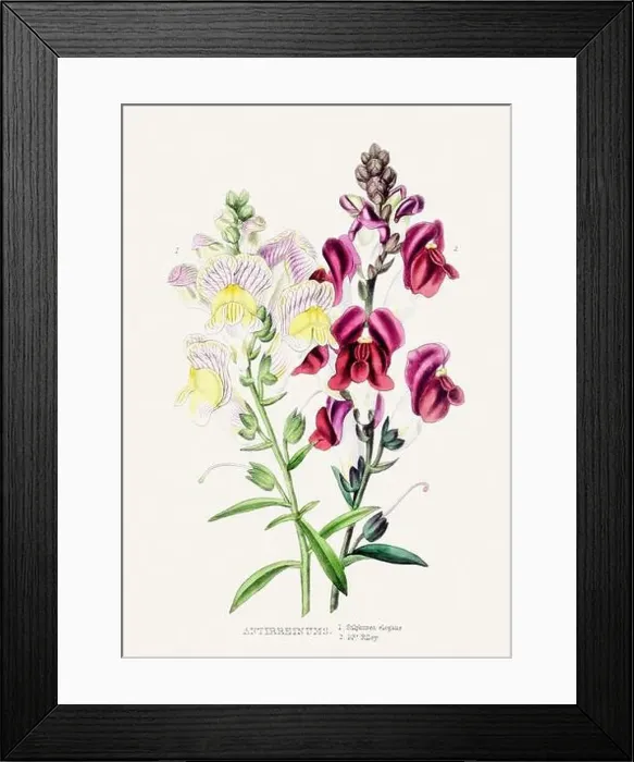 Framed Print : Colorful Flower Illustration. Vintage Botanical Art. Circa 1848 Framed Print : Colorful Flower Illustration. Vintage Botanical Art. Circa 1848