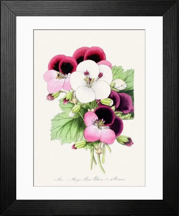 Framed Print : Colorful Flower Illustration. Vintage Botanical Art. Circa 1848 Framed Print : Colorful Flower Illustration. Vintage Botanical Art. Circa 1848