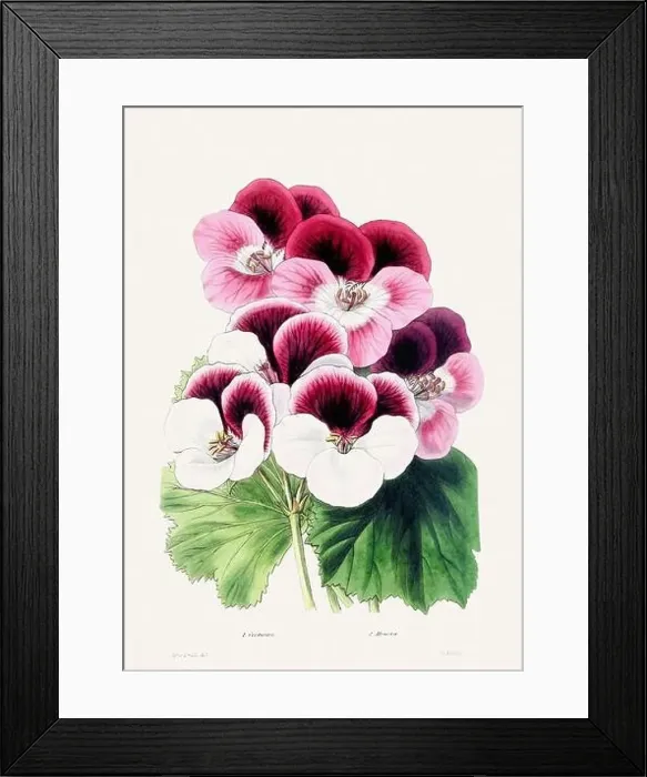 Framed Print : Colorful Flower Illustration. Vintage Botanical Art. Circa 1848