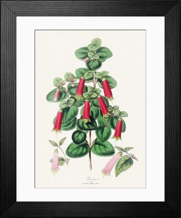 Framed Print : Colorful Flower Illustration. Vintage Botanical Art. Circa 1848 Framed Print : Colorful Flower Illustration. Vintage Botanical Art. Circa 1848