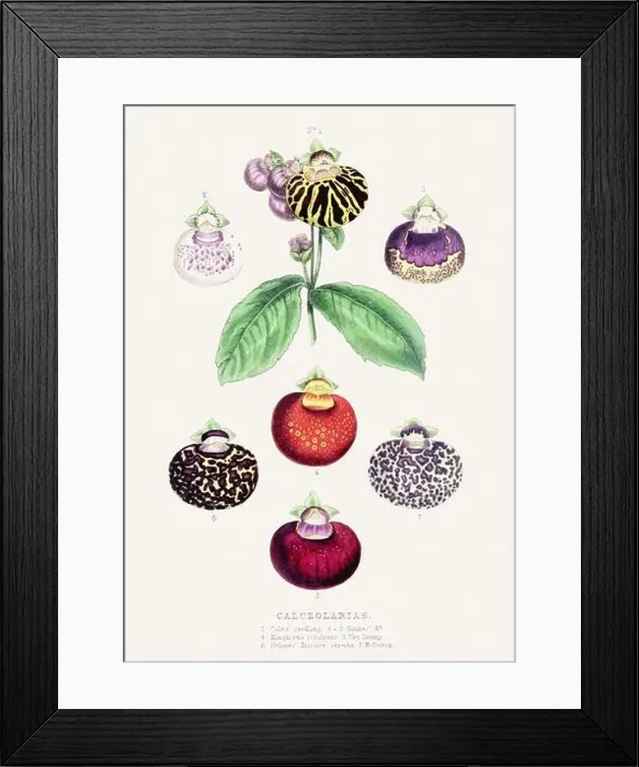 Framed Print : Calceolarias. Colorful Flower Illustration. Vintage Botanical Art. Circa 1848