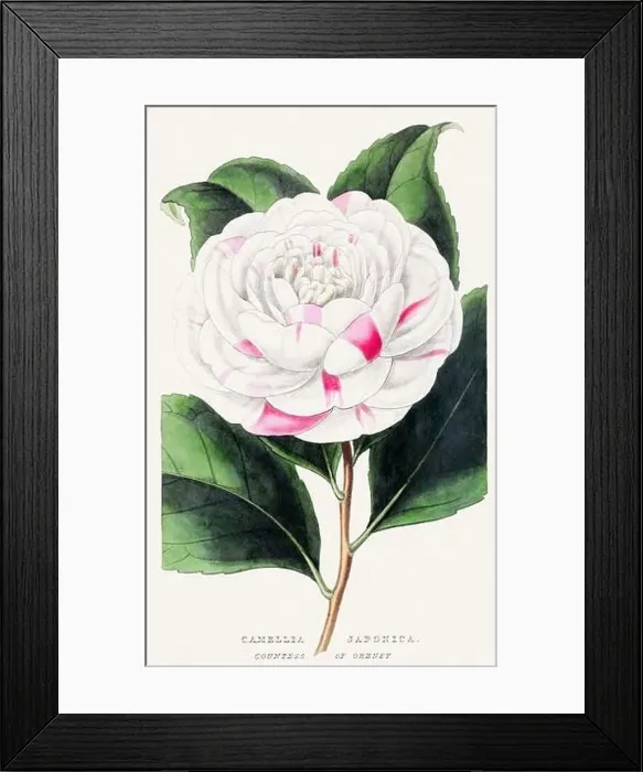 Framed Print : Camellia Japonica. Colorful Flower Illustration. Vintage Botanical Art. Circa 1848 Framed Print : Camellia Japonica. Colorful Flower Illustration. Vintage Botanical Art. Circa 1848