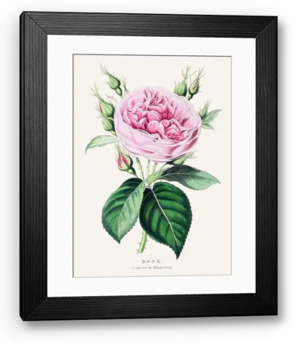 Framed Print : Rose. Colorful Flower Illustration. Vintage Botanical Art. Circa 1848 Framed Print : Rose. Colorful Flower Illustration. Vintage Botanical Art. Circa 1848