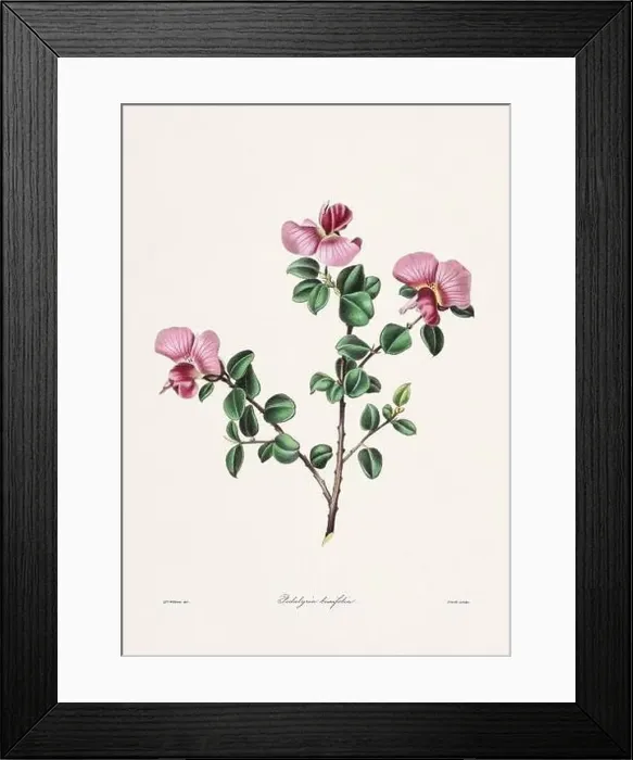 Framed Print : Rose. Colorful Flower Illustration. Vintage Botanical Art. Circa 1836 Framed Print : Rose. Colorful Flower Illustration. Vintage Botanical Art. Circa 1836