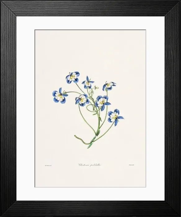 Framed Print : Rose. Colorful Flower Illustration. Vintage Botanical Art. Circa 1836