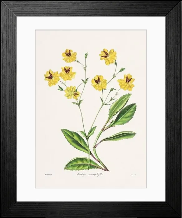 Framed Print : Rose. Colorful Flower Illustration. Vintage Botanical Art. Circa 1836