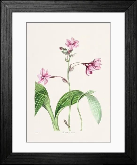 Framed Print : Rose. Colorful Flower Illustration. Vintage Botanical Art. Circa 1836