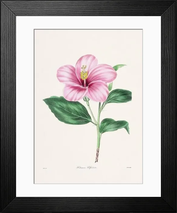 Framed Print : Rose. Colorful Flower Illustration. Vintage Botanical Art. Circa 1836