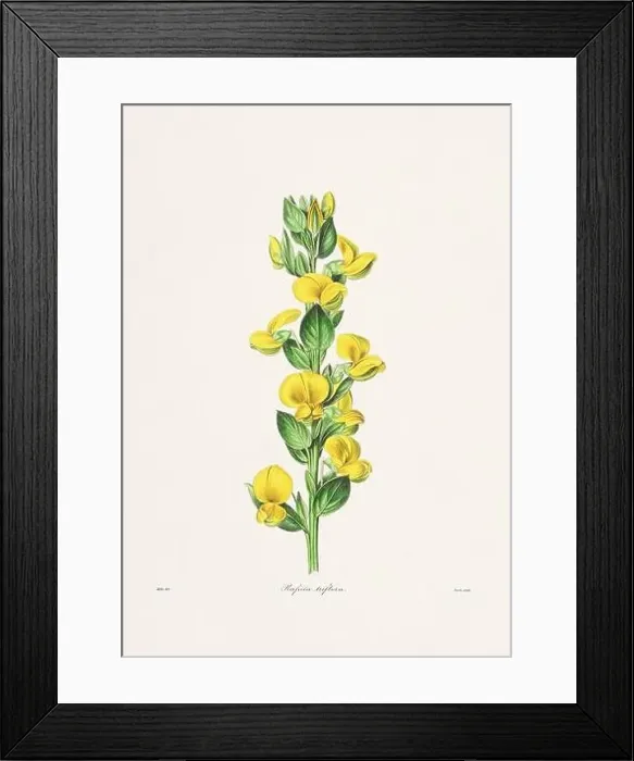 Framed Print : Rose. Colorful Flower Illustration. Vintage Botanical Art. Circa 1836