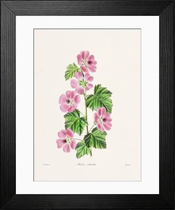 Framed Print : Rose. Colorful Flower Illustration. Vintage Botanical Art. Circa 1836