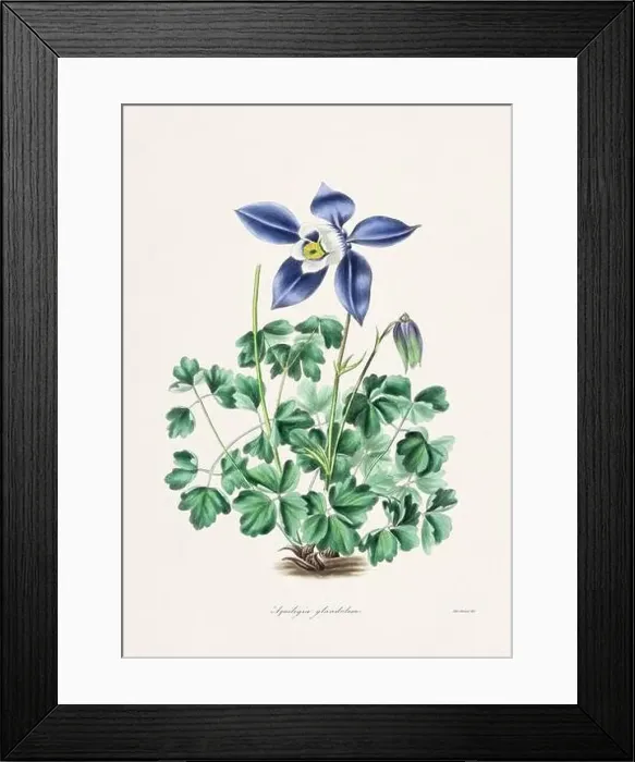 Framed Print : Rose. Colorful Flower Illustration. Vintage Botanical Art. Circa 1836