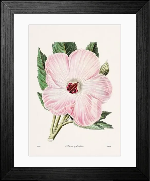 Framed Print : Rose. Colorful Flower Illustration. Vintage Botanical Art. Circa 1836 Framed Print : Rose. Colorful Flower Illustration. Vintage Botanical Art. Circa 1836
