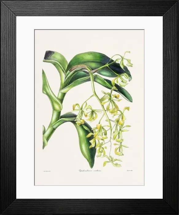 Framed Print : Rose. Colorful Flower Illustration. Vintage Botanical Art. Circa 1836