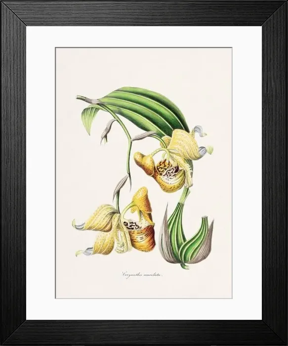 Framed Print : Rose. Colorful Flower Illustration. Vintage Botanical Art. Circa 1836