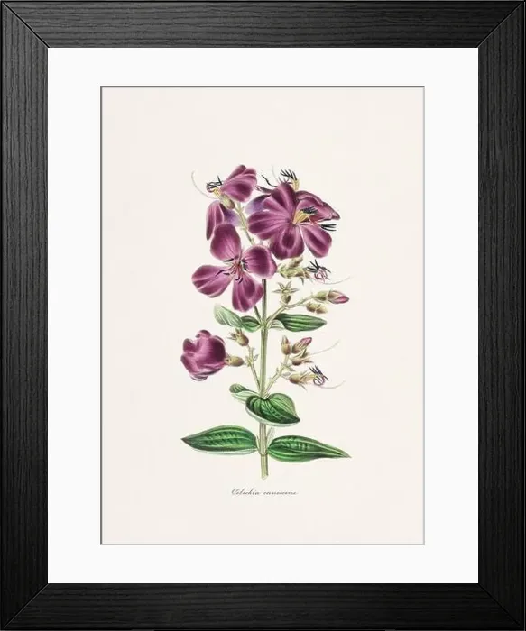 Framed Print : Rose. Colorful Flower Illustration. Vintage Botanical Art. Circa 1836 Framed Print : Rose. Colorful Flower Illustration. Vintage Botanical Art. Circa 1836