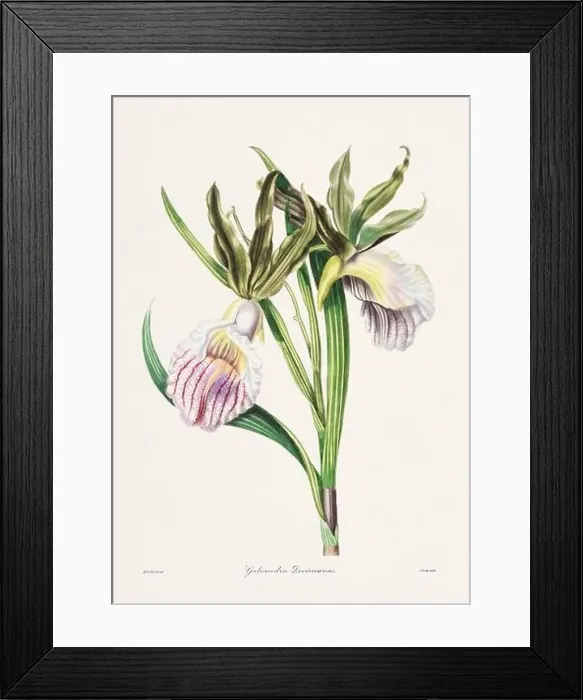 Framed Print : Rose. Colorful Flower Illustration. Vintage Botanical Art. Circa 1836