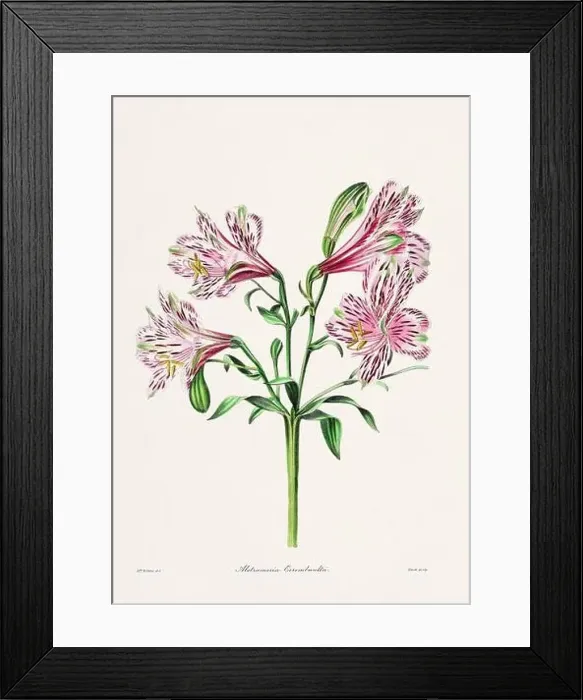 Framed Print : Rose. Colorful Flower Illustration. Vintage Botanical Art. Circa 1836
