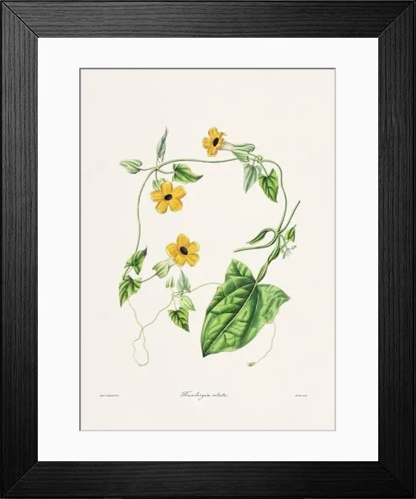 Framed Print : Rose. Colorful Flower Illustration. Vintage Botanical Art. Circa 1836