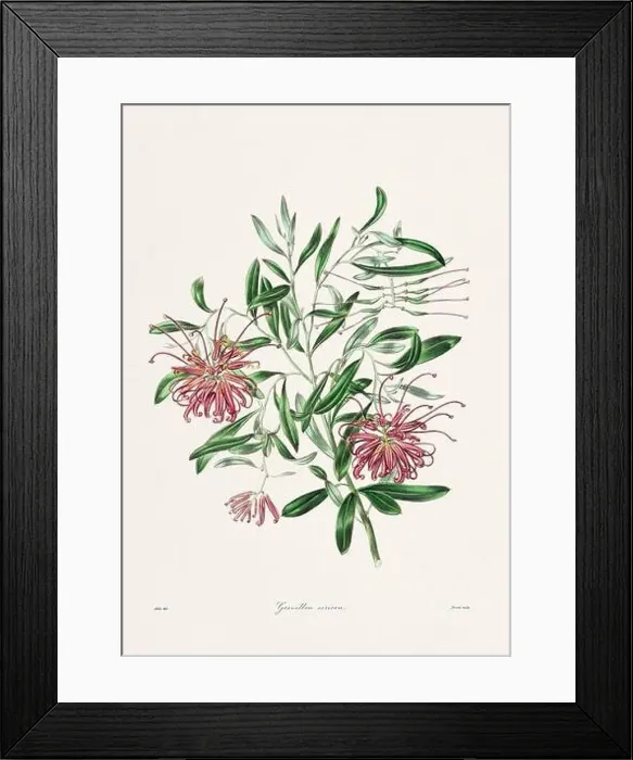 Framed Print : Rose. Colorful Flower Illustration. Vintage Botanical Art. Circa 1836
