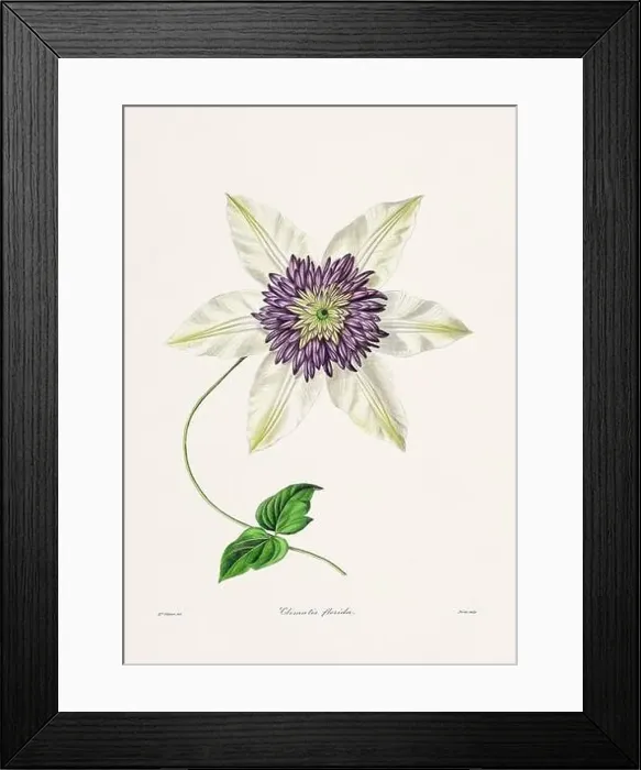Framed Print : Rose. Colorful Flower Illustration. Vintage Botanical Art. Circa 1836 Framed Print : Rose. Colorful Flower Illustration. Vintage Botanical Art. Circa 1836