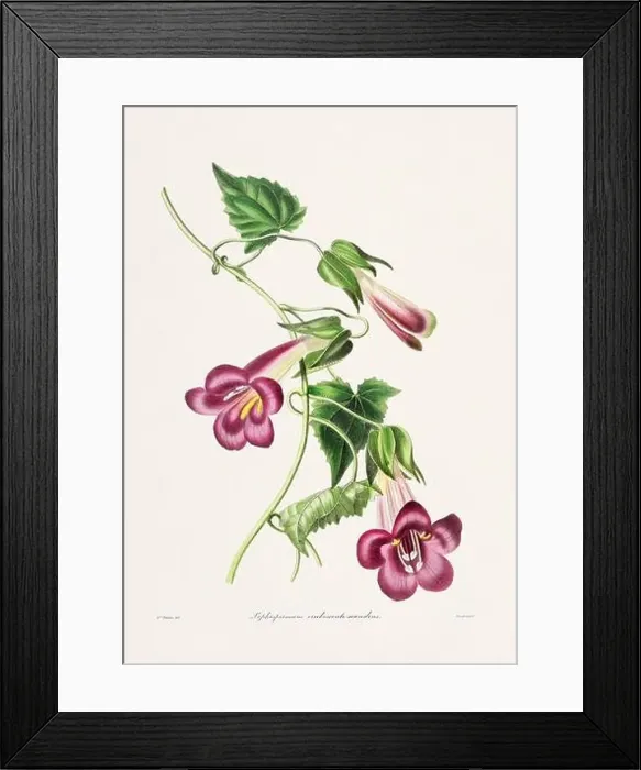 Framed Print : Rose. Colorful Flower Illustration. Vintage Botanical Art. Circa 1836