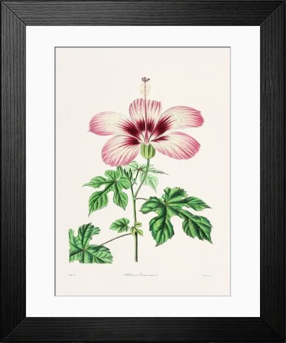 Framed Print : Rose. Colorful Flower Illustration. Vintage Botanical Art. Circa 1836