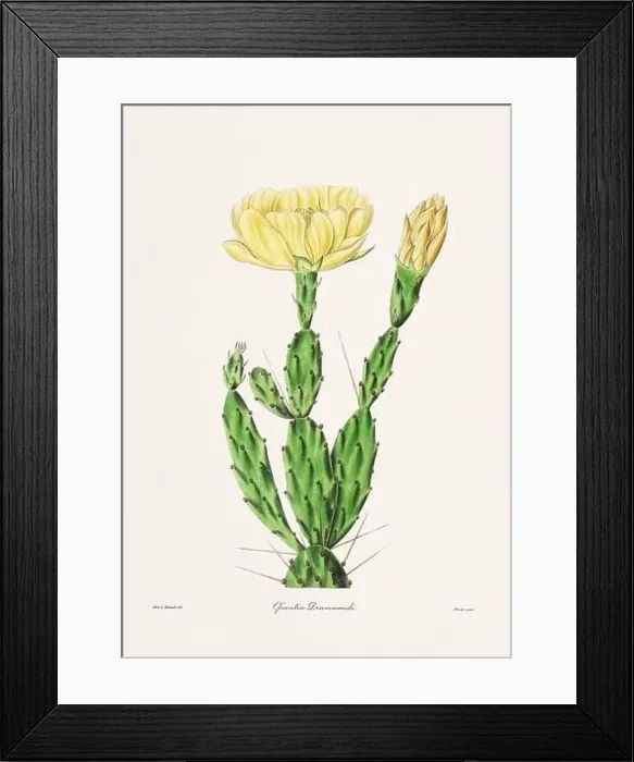 Framed Print : Rose. Colorful Flower Illustration. Vintage Botanical Art. Circa 1836 Framed Print : Rose. Colorful Flower Illustration. Vintage Botanical Art. Circa 1836