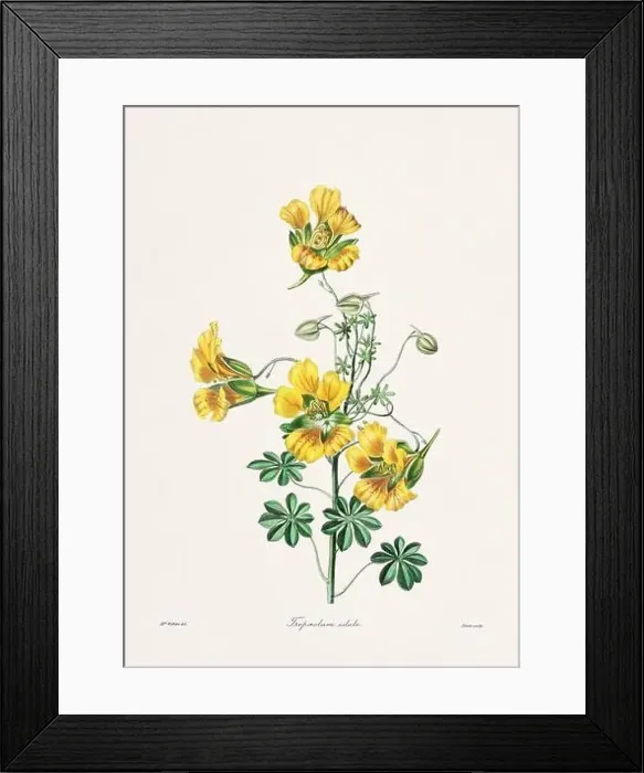 Framed Print : Rose. Colorful Flower Illustration. Vintage Botanical Art. Circa 1836 Framed Print : Rose. Colorful Flower Illustration. Vintage Botanical Art. Circa 1836
