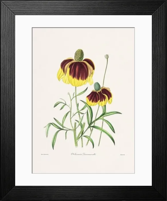 Framed Print : Rose. Colorful Flower Illustration. Vintage Botanical Art. Circa 1836 Framed Print : Rose. Colorful Flower Illustration. Vintage Botanical Art. Circa 1836