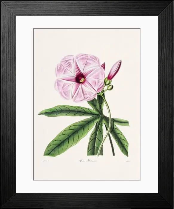 Framed Print : Rose. Colorful Flower Illustration. Vintage Botanical Art. Circa 1836 Framed Print : Rose. Colorful Flower Illustration. Vintage Botanical Art. Circa 1836