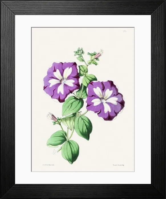 Framed Print : Vintage flower illustration Framed Print : Vintage flower illustration