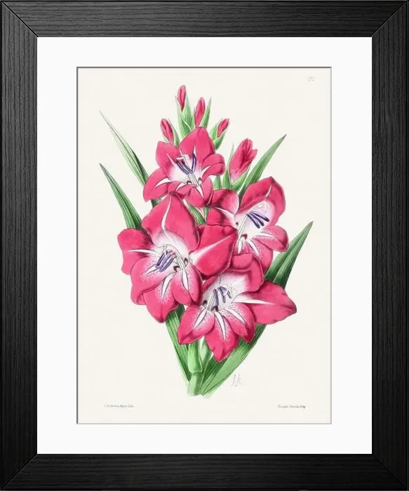 Framed Print : Vintage flower illustration Framed Print : Vintage flower illustration