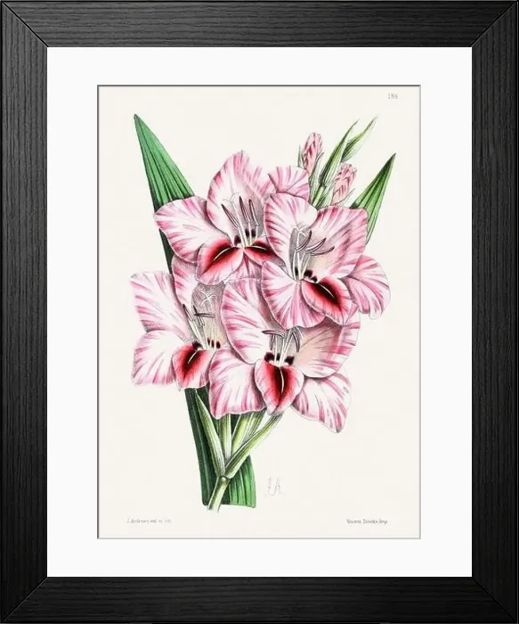 Framed Print : Vintage flower illustration Framed Print : Vintage flower illustration