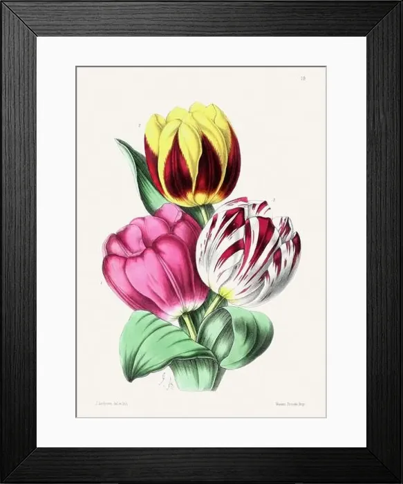 Framed Print : Vintage flower illustration Framed Print : Vintage flower illustration