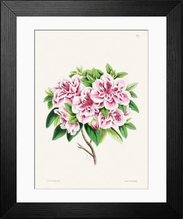 Framed Print : Vintage flower illustration Framed Print : Vintage flower illustration