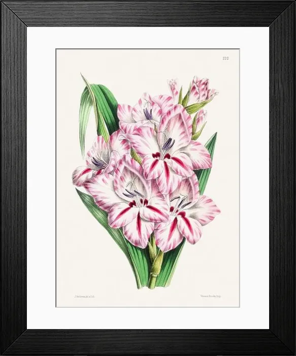 Framed Print : Vintage flower illustration Framed Print : Vintage flower illustration