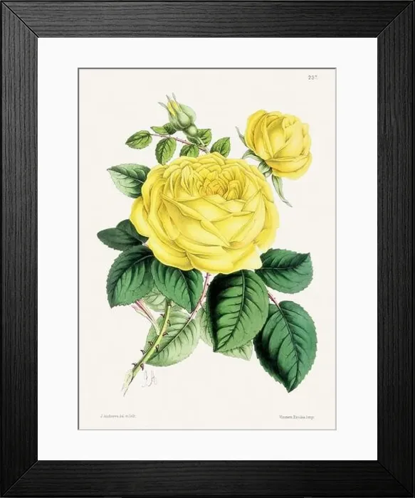 Framed Print : Vintage flower illustration Framed Print : Vintage flower illustration