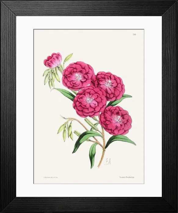 Framed Print : Vintage flower illustration Framed Print : Vintage flower illustration