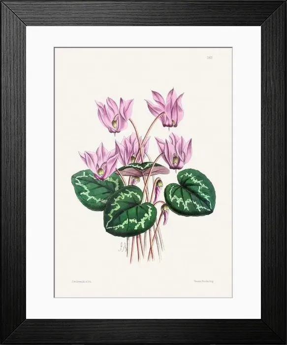 Framed Print : Vintage flower illustration Framed Print : Vintage flower illustration