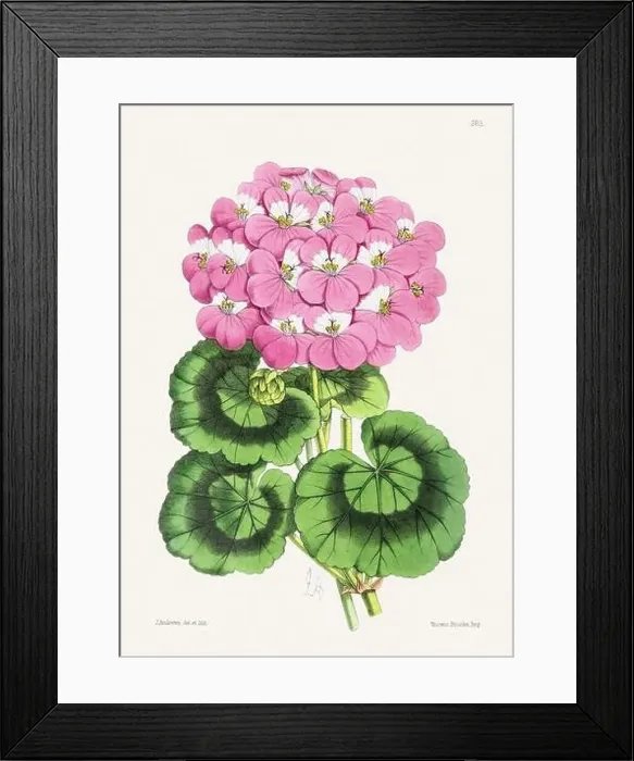 Framed Print : Vintage flower illustration Framed Print : Vintage flower illustration