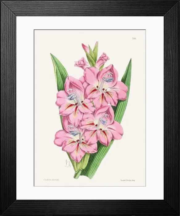 Framed Print : Vintage flower illustration Framed Print : Vintage flower illustration