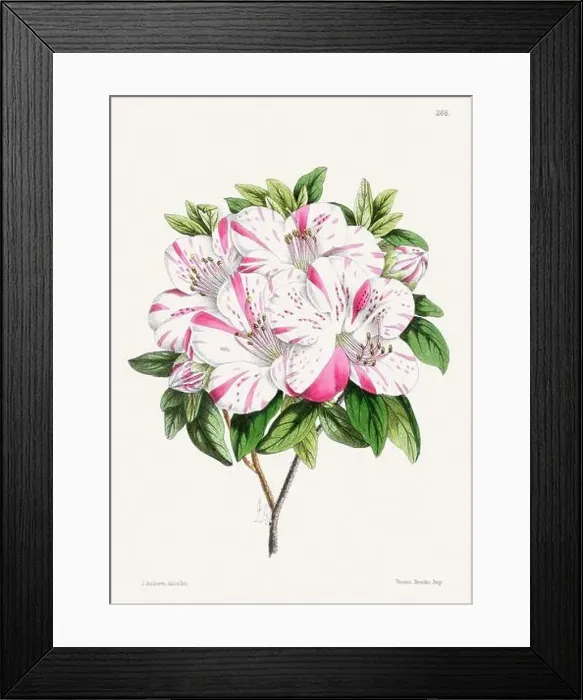 Framed Print : Vintage flower illustration Framed Print : Vintage flower illustration