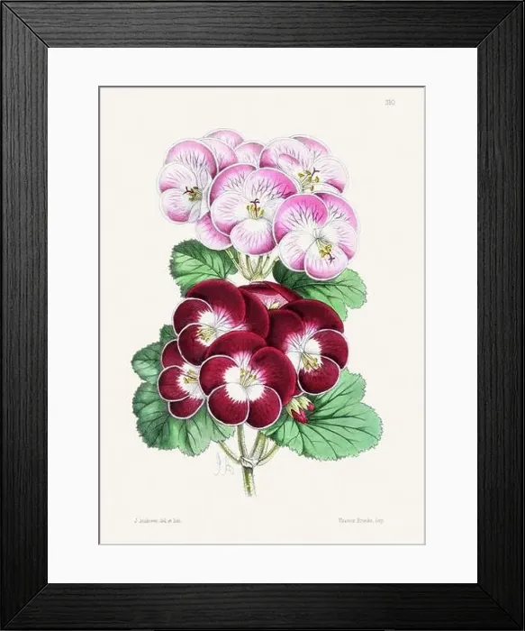 Framed Print : Vintage flower illustration Framed Print : Vintage flower illustration