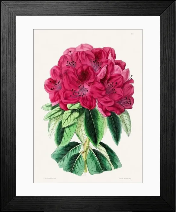 Framed Print : Vintage flower illustration Framed Print : Vintage flower illustration